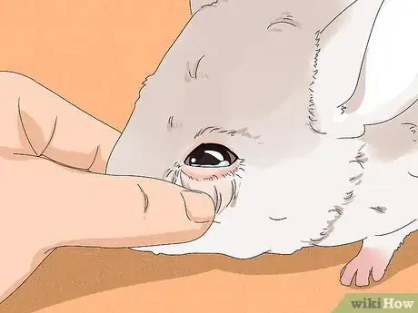 Image titled Treat Eye Irritations in Chinchillas Step 3