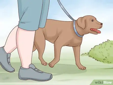 Image titled Care for a Labrador Retriever Step 3