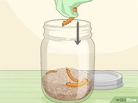 Image titled Grow Cordyceps Step 8