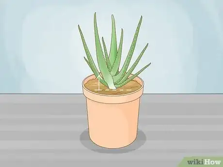 Image titled Care for Your Aloe Vera Plant Step 10