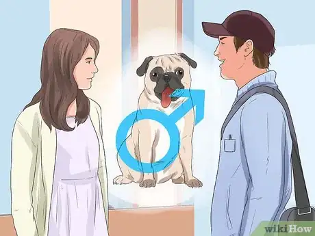 Image titled Breed Pugs Step 10