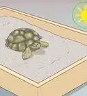 Take Care of a Russian Tortoise