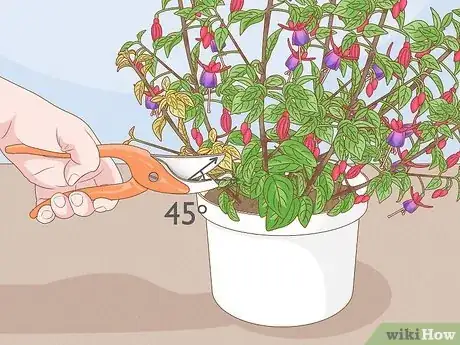 Image titled Prune Fuschias Step 3