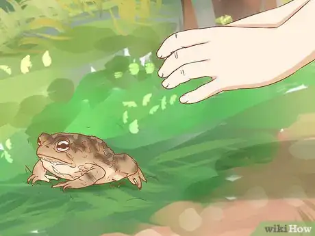 Image titled Keep a Wild Caught Toad As a Pet Step 11