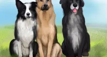 Identify a Collie