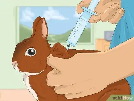 Image titled Treat Diarrhea in Rabbits Step 5