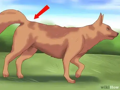 Image titled Detect Canine Hip Dysplasia Step 3