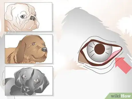 Image titled Treat Ingrown Eyelids in Dogs Step 4