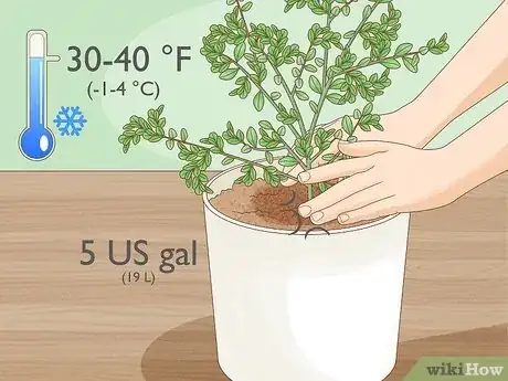 Image titled Grow Finger Limes Step 5