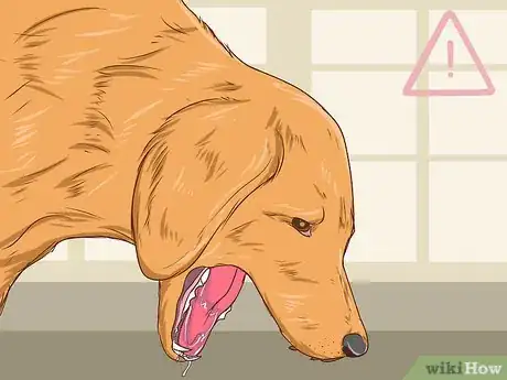 Image titled Help a Dog Pass an Obstruction Step 5