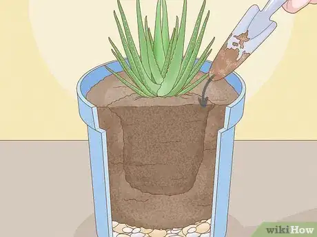 Image titled Transplant Aloe Vera Step 13