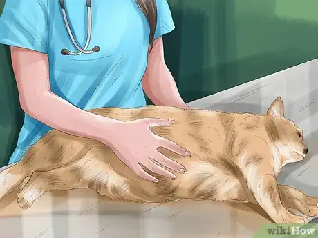 Image titled Help Your Cat Who Had a Miscarriage Step 1