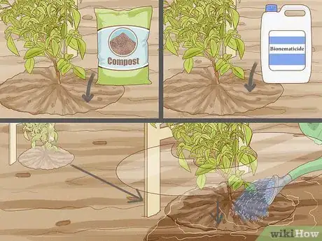 Image titled Grow Pandorea Step 15