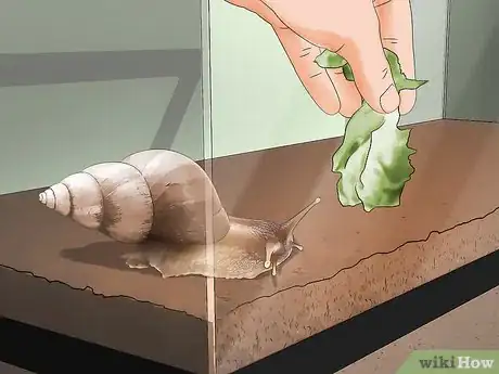 Image titled Care for Giant African Land Snails Step 12