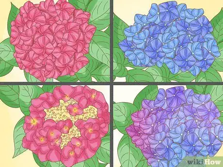 Image titled Plant Hydrangeas Step 12