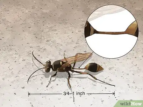 Image titled Identify Wasps Step 6