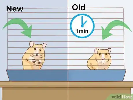 Image titled Introduce Two Dwarf Hamsters Step 12