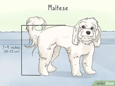 Image titled Identify a Yorkshire Terrier Step 17