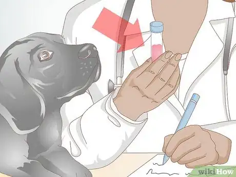 Image titled Prevent UTI in Dogs Step 10