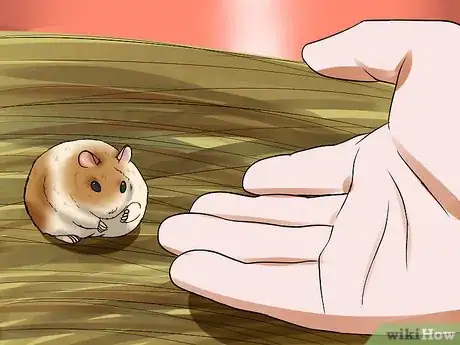 Image titled Tame a Dwarf Hamster Step 6