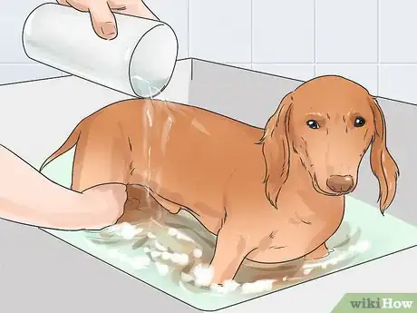 Image titled Groom a Longhair Dachshund Step 17