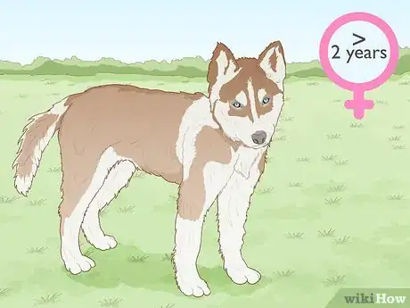 Image titled Breed Husky Dogs Step 1