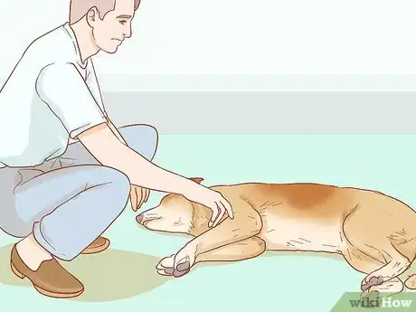 Image titled Help Your Dog Through a Stroke Step 1