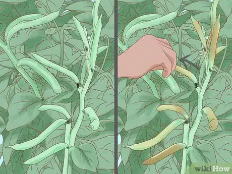 Image titled Grow Pinto Beans Step 17