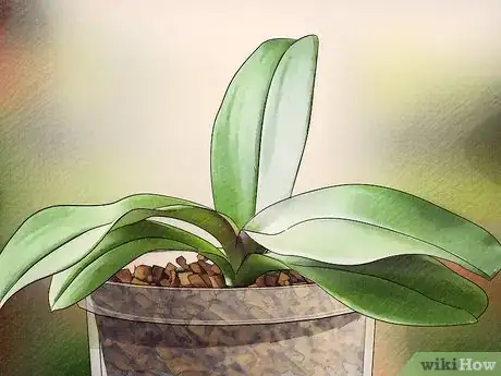 Image titled Get Orchids to Bloom Step 1