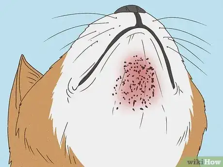 Image titled Treat Feline Acne Step 7