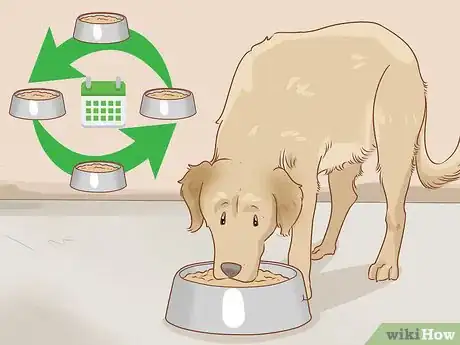 Image titled Care for a Dog Before, During, and After Pregnancy Step 8