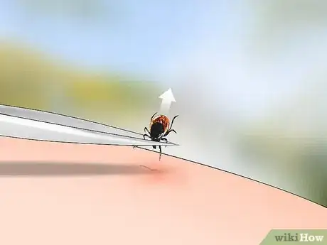 Image titled Identify a Deer Tick Step 1