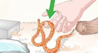 Care for Baby Cornsnakes