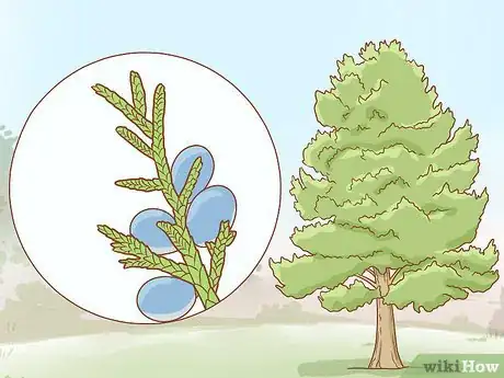 Image titled Identify Cedar Trees Step 11