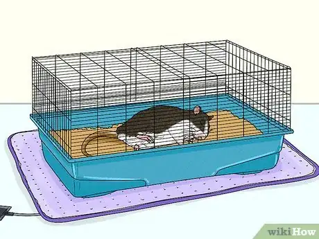 Image titled Care for a Rat That Had a Stroke Step 13