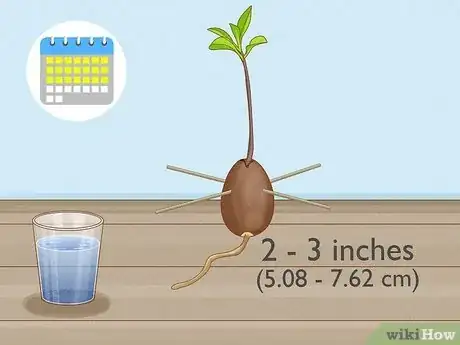 Image titled Grow Avocados as Houseplants Step 13