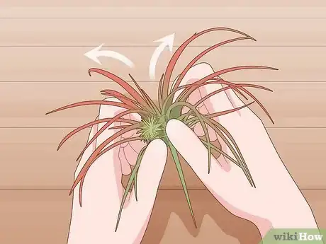 Image titled Care for Air Plants Indoors Step 9