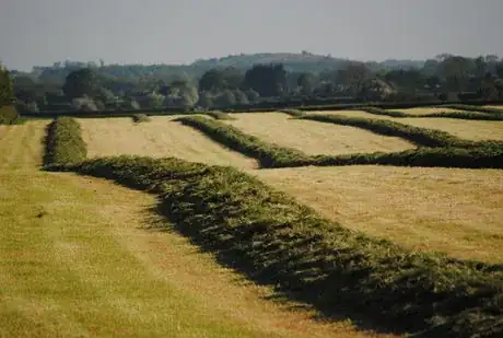 Image titled Swathed forage ready for silaging