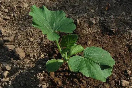 Image titled Giant squash plant 2105