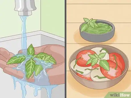 Image titled Grow Basil Step 11