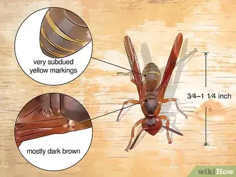 Image titled Identify Wasps Step 3