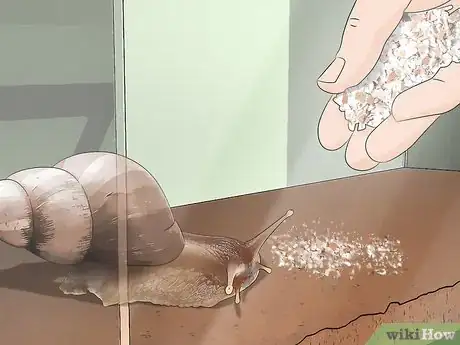 Image titled Care for Giant African Land Snails Step 15