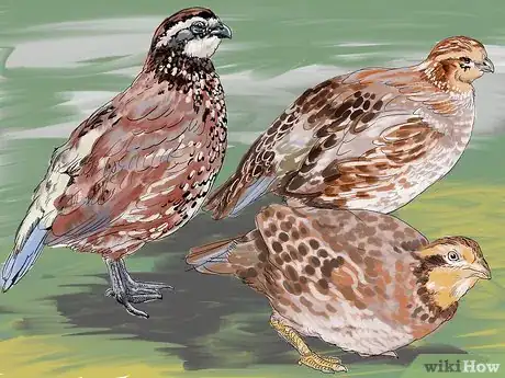 Image titled Raise Quail Step 9