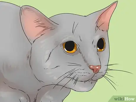 Image titled Change Your Cat's Routine Step 2