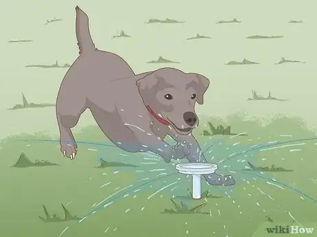 Image titled Safely Introduce Your Dog to Water Step 3