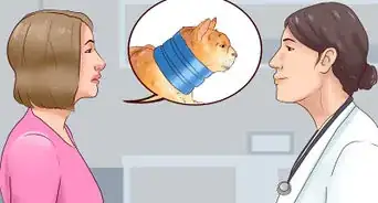 Put an Elizabethan Collar on a Cat