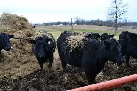 Image titled At the hay ring