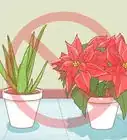 Protect Your Houseplants from Pets