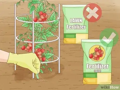 Image titled Grow a Tomato Plant Step 15