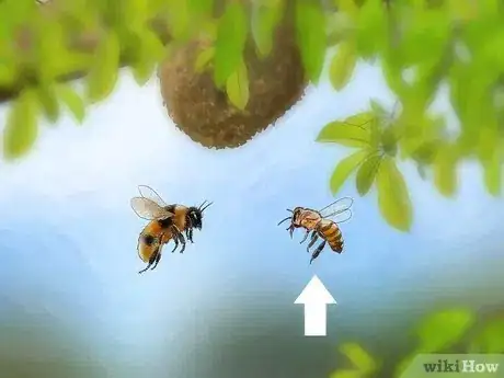 Image titled Get Rid of Killer Bees Step 1